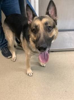 Rescue German Shepherd Dog and Mixed Breed Dogs for Adoption in Fort Worth, Texas - Otto | PetCurious