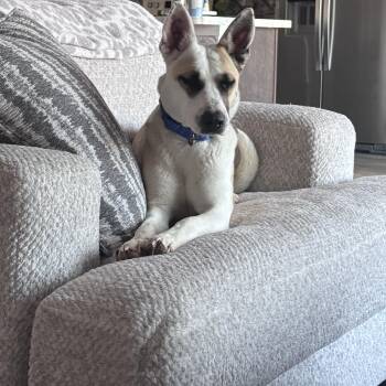 Sandy -  Husky Dog Available for Adoption in Calabash, North Carolina - Sandy | PetCurious