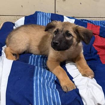 Scamp -  German Shepherd Dog and Mixed Breed Dog for Adoption in Wappingers Falls, New York - Scamp | PetCurious