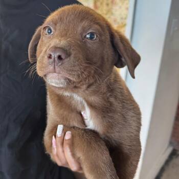Labrador Retriever Dogs Available for Adoption in Clarksdale, Mississippi - Patrick Broomfield | PetCurious