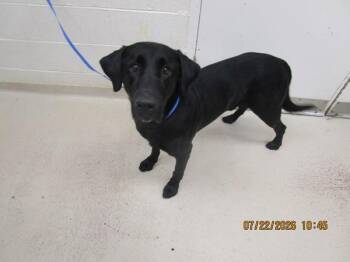 Bert (848) -  Labrador Retriever Dog for Adoption in Marietta, Georgia - Bert (848) | PetCurious