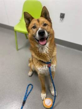 Jindo and Mixed Breed Dogs Available for Adoption - VULPIX | PetCurious