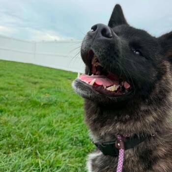 Koby -  Akita Dog for Adoption in Plainfield, Illinois - Koby | PetCurious
