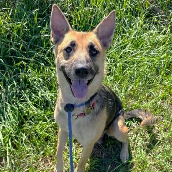 Nymeria -  German Shepherd Dog Dog for Adoption in Allegan, Michigan - Nymeria | PetCurious