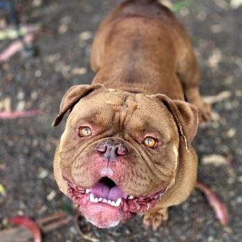 American Bulldog Dogs Available for Adoption in San Pablo, California - Andre | PetCurious
