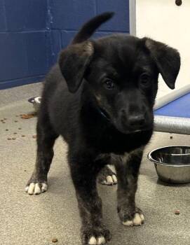 Shepherd Dogs Available for Adoption in Sterling, Massachusetts - Baguette 9 Weeks AVAILABLE 5/6 | PetCurious