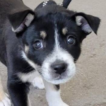 Lou -  Mixed Breed Dog Available for Adoption in Las Cruces, New Mexico - Lou | PetCurious