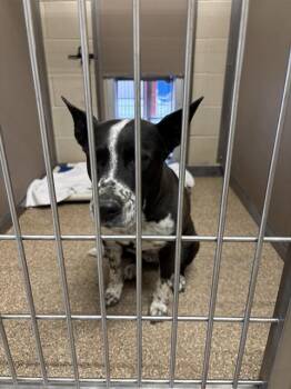 Australian Cattle Dog Blue Heeler Dogs Available for Adoption in Albuquerque, New Mexico - LANDRY | PetCurious