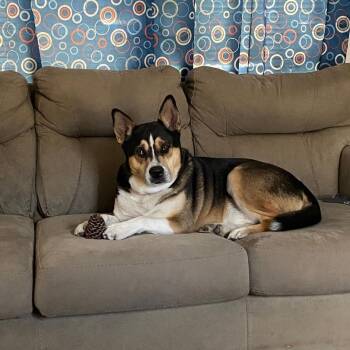 Rescue Husky and Shepherd Dogs for Adoption in Newport, North Carolina - Kirby (Courtesy Post) | PetCurious