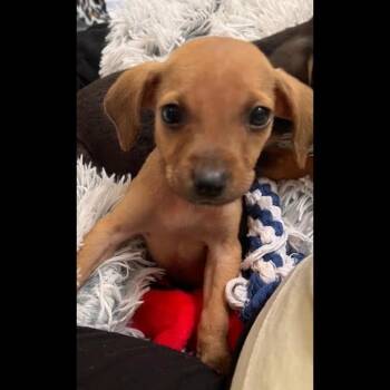 Chihuahua Dogs Available for Adoption in Midlothian, Virginia - Bonoroo | PetCurious