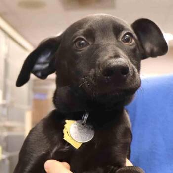Roux -  Mixed Breed Dog for Adoption in Port Washington, New York - Roux | PetCurious