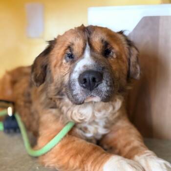 Shepherd and Mixed Breed Dogs Available for Adoption in Aldie, Virginia - Waffle House | PetCurious