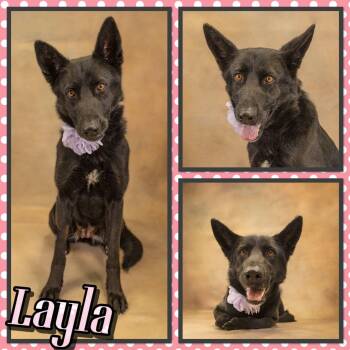 German Shepherd Dog Dogs Available for Adoption in Seagoville, Texas - Layla | PetCurious