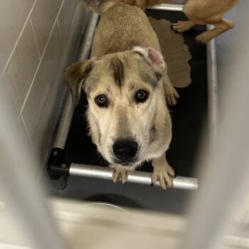 Rescue Labrador Retriever Dogs for Adoption in Morganton, North Carolina - Gale | PetCurious