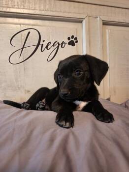 Diego -  Flat Coated Retriever Dog for Adoption in Midway, Utah - Diego | PetCurious