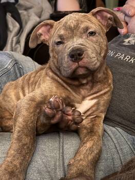 Staffordshire Bull Terrier Dogs Available for Adoption - Samantha | PetCurious
