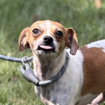 Mary Jane -  Chihuahua Dog for Adoption in Locust Fork, Alabama - Mary Jane | PetCurious
