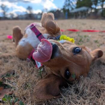 Beagle Dogs Available for Adoption - Kellam | PetCurious