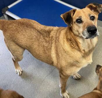 Mixed Breed Dogs Available for Adoption - Oakley 8 Years Old Female AVA 4/15 | PetCurious