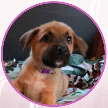 Jewel -  Mixed Breed Dog for Adoption in Toms River, New Jersey - Jewel | PetCurious