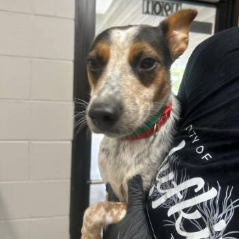 Mixed Breed Dogs Available for Adoption in Lufkin, Texas - Nola | PetCurious