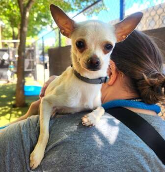 APPY -  Chihuahua Dog for Adoption in Minneapolis, Minnesota - APPY | PetCurious