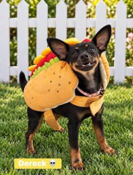Dereck -  Chihuahua and Beagle Dog for Adoption in Fort Mill, South Carolina - Dereck | PetCurious