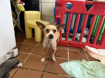 Snickers -  Chihuahua Dog for Adoption in Carmel Hamlet, New York - Snickers | PetCurious