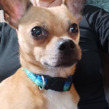 Chihuahua Dogs Available for Adoption in Grand Rapids, Michigan - Fred | PetCurious
