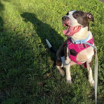 Star -  Pit Bull Terrier Dog for Adoption in Jersey City, New Jersey - Star | PetCurious