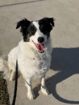 Border Collie Dogs Available for Adoption - Pringle (ID 50506/695) | PetCurious