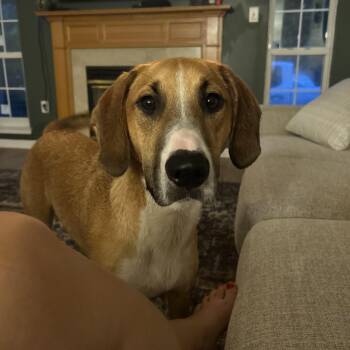 Champ -  Hound Dog for Adoption in Sunderland, Maryland - Champ | PetCurious