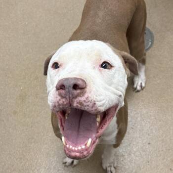 Duke-2 -  American Staffordshire Terrier and Mixed Breed Dog for Adoption in Corpus Christi, Texas - Duke-2 | PetCurious