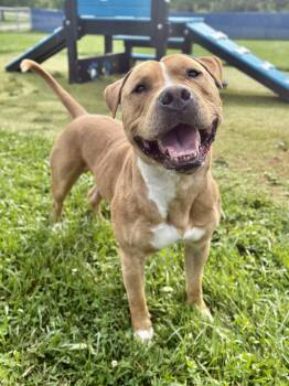 Rescue Staffordshire Bull Terrier Dogs for Adoption in Wooster, Ohio - Cornelius | PetCurious