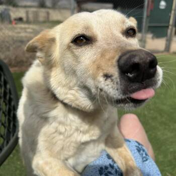 Cattle Dog and Mixed Breed Dogs Available for Adoption in Flagstaff, Arizona - Cersei | PetCurious