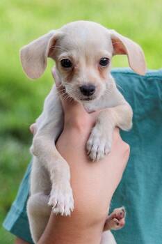 Comet (Meet me 8/15) -  Terrier and Chihuahua Dog for Adoption in Gainesville, Virginia - Comet (Meet Me 8/15) | PetCurious