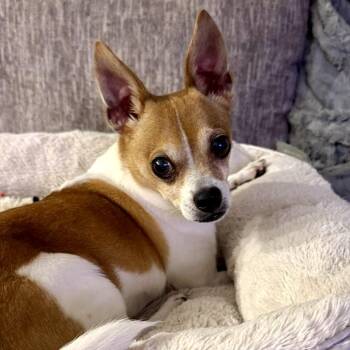 George Micheal -  Chihuahua and Mixed Breed Dog for Adoption in Shakopee, Minnesota - George Micheal | PetCurious