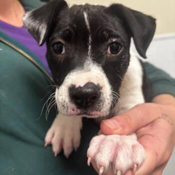 Pit Bull Terrier and Labrador Retriever Dogs Available for Adoption - Caddy | PetCurious