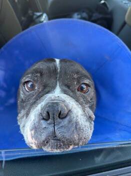 Miss Marple -  Mixed Breed Dog for Adoption in Chamblee, Georgia - Miss Marple | PetCurious