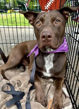 Rescue Labrador Retriever and Terrier Dogs for Adoption in Euless, Texas - Choco | PetCurious