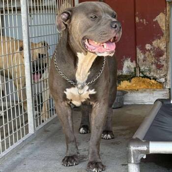 Rescue Mixed Breed Dogs for Adoption in Huntington, West Virginia - Wallace | PetCurious