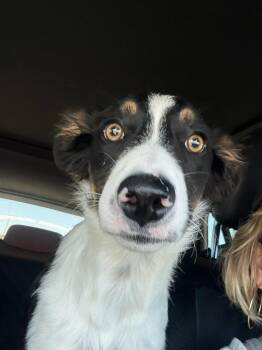 LUNA BELLE -  Border Collie Dog Available for Adoption in Joshua Tree, California - LUNA BELLE | PetCurious