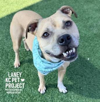Laney -  Pit Bull Terrier and Mixed Breed Dog for Adoption in Kansas City, Missouri - Laney | PetCurious