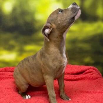Stella -  Terrier and Mixed Breed Dog for Adoption in Auburn, New Hampshire - Stella | PetCurious