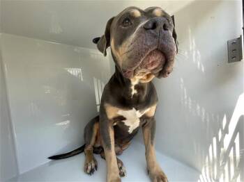 A662157 -  Pit Bull Terrier Dog for Adoption in Houston, Texas - A662157 | PetCurious