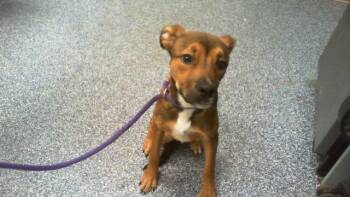 Mixed Breed Dogs Available for Adoption in Charlotte, North Carolina - A1262702 | PetCurious