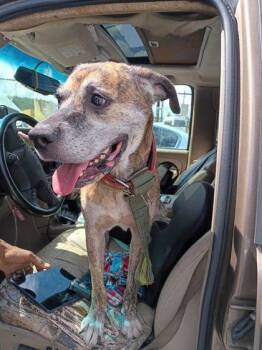 Tiger -  Mixed Breed Dog for Adoption in Atlanta, Georgia - Tiger | PetCurious