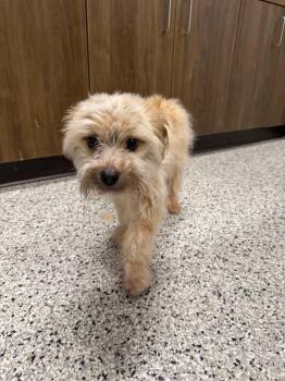 Drifter -  Terrier Dog for Adoption in Clarksville, Tennessee - Drifter | PetCurious