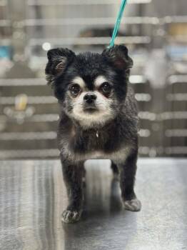 Chihuahua and Pekingese Dogs Available for Adoption in Pottstown, Pennsylvania - Gizmo | PetCurious