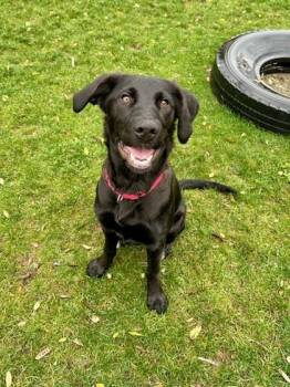 Rescue Labrador Retriever and German Shepherd Dog Dogs for Adoption in Everett, Washington - Bailey | PetCurious